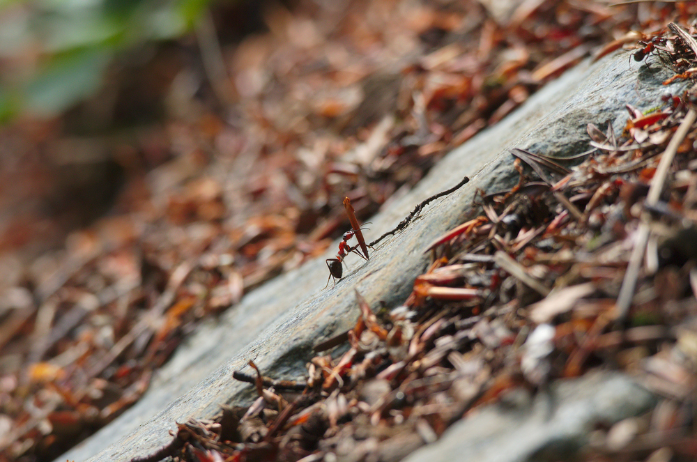 « Va vers la fourmi, ô paresseux. » (Proverbes 6, 6)