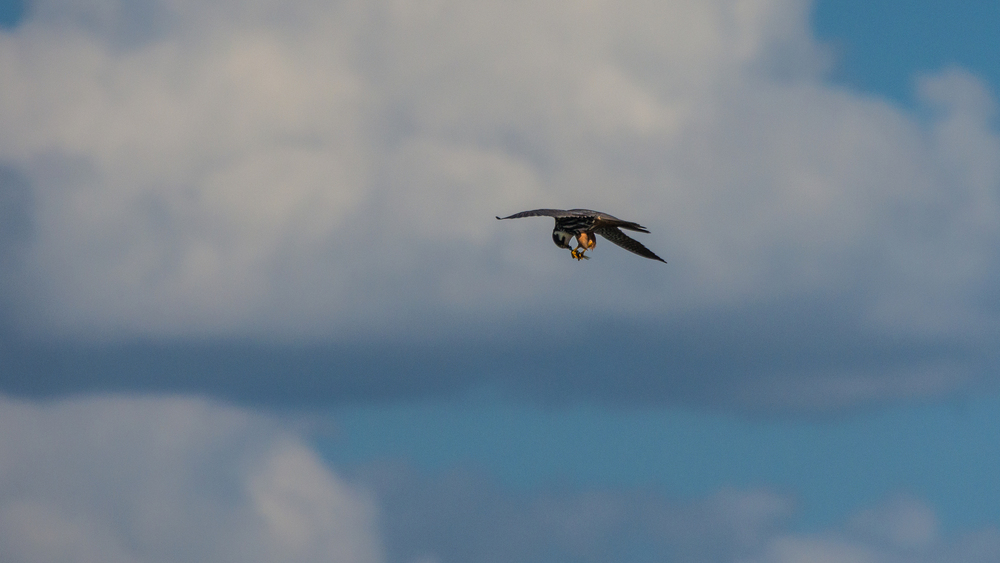 Le faucon hobereau mange ses proies (généralement des libellules) en plein vol (Seine-et-Marne)