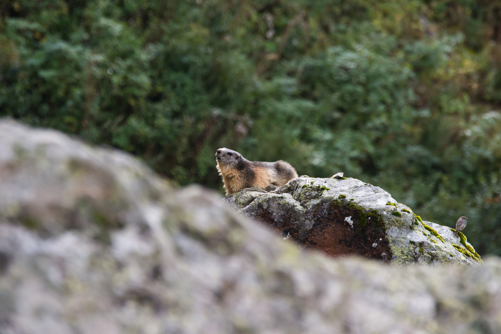 Marmotte (Haute-Savoie)