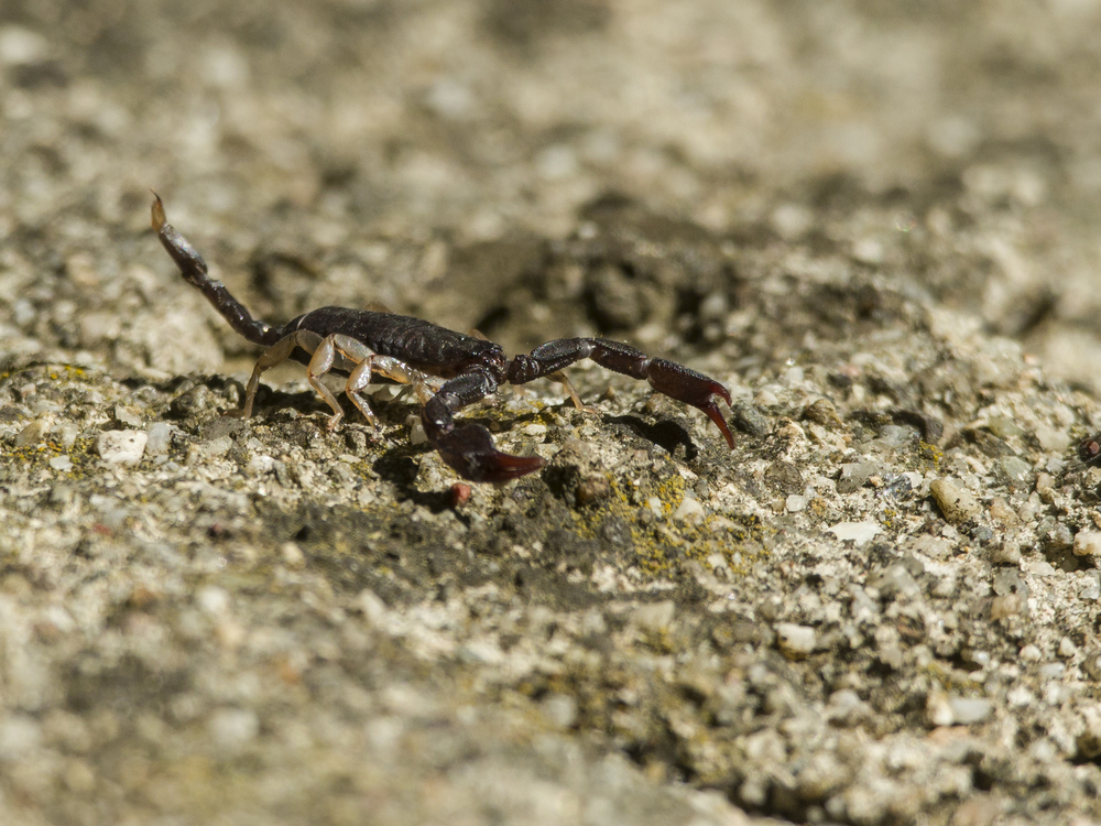 Scorpion (Cévennes)